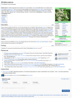 Ehretia anacua - Wikipedia, the free encyclopedia