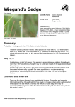 NYNHP Conservation Guide for Wiegand`s Sedge