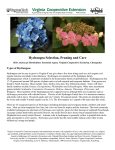 Hydrangea Selection, Pruning and Care