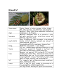 Breadnut - Tropical Fruit Farm