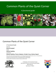 Common Plants of the Quiet Corner
