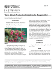 Warm Climate Production Guidelines for Bougainvillea