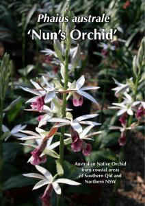 `Nun`s Orchid` - Aussie Winners