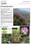 Rhododendron - GB non-native species secretariat