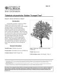Tabebuia chrysotricha: Golden Trumpet Tree1