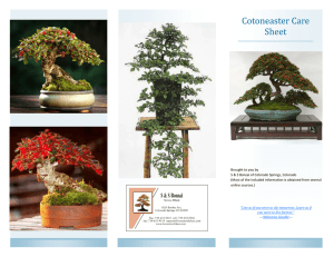 Cotoneaster Care Sheet