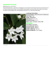 Stephanotis floribunda (Madagascar jasmine) Size/Shape