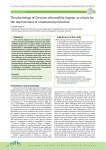 The physiology of Curcuma alismatifolia Gagnep. as a