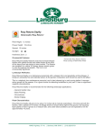 Rosy Returns Daylily - Landsburg Landscape Nursery