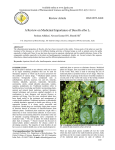 A Review on Medicinal Importance of Basella alba L.