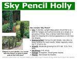 Ilex crenata `Sky Pencil` • Use: A slender, upright deep green shrub