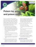 Poison ivy, poison oak and poison sumac