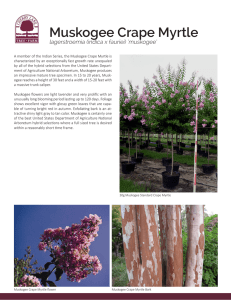 Muskogee Crape Myrtle - Cherry Lake Tree Farm