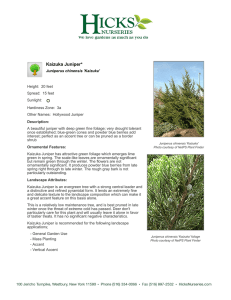 Kaizuka Juniper - Hicks Nurseries