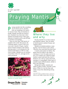 Praying Mantis (Stagmomantis californica), EC 1605 (Oregon State