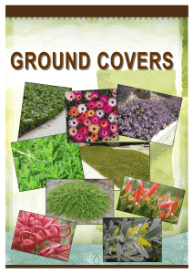 Plant Guide -Ground Covers - District Council of Ceduna