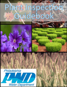 The Plant Identification Manual