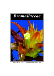 Nov – Dec 2006 - Bromeliad Society of Queensland