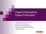 Organic Muscadine Grape Production