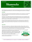 Shamrock Care Sheet