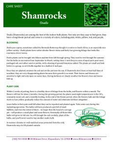 Shamrock Care Sheet