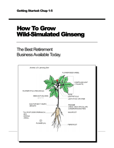 How To Grow Wild-Simulated Ginseng