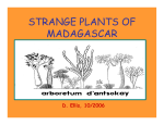 STRANGE PLANTS OF MADAGASCAR