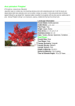 Acer palmatum `Fireglow` (Fireglow Japanese Maple) Size/Shape