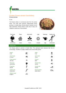 Sundew `Drosera aliciae` (CarniDr04a)