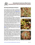 Growing Subtropical Drosera - International Carnivorous Plant Society