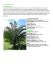 Neodypsis decaryi (Triangle Palm) Size/Shape