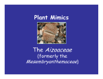 The Aizoaceae