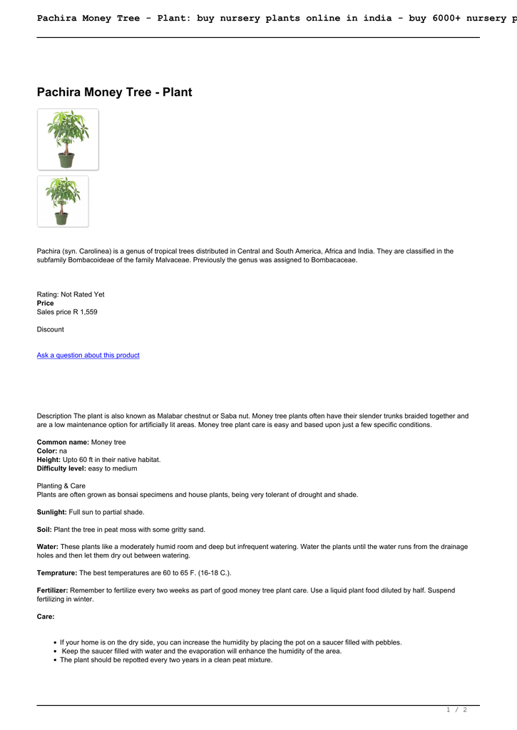 Pachira Money Tree Plant 007775028 1 170284a574bb2224f568b4dae524f943 Png