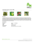 Tristaniopsis laurina `Luscious` PBR | Alpine Nurseries