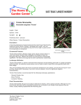 Tricolor Stromanthe