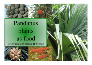 Pandanus as food - van Veen Organics