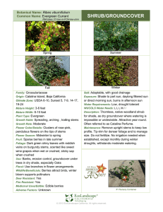 Evergreen Currant - EcoLandscape California