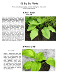 08 Big Bid Plants - American Hosta Society