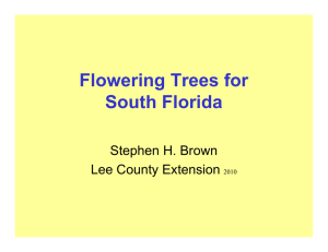 Flowering Trees for South Florida - Miami