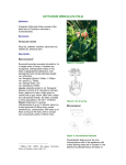 cotyledon orbiculata folia