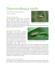 Diamondback Moth - Agriculture Research