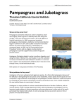 Pampasgrass and Jubatagrass