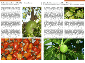Cashew (Anacardium occidentale) — Anacardiaceae