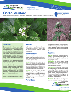 Fact Sheet: Garlic Mustard