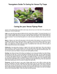 Youngsters Guide To Caring for Venus Fly Traps Caring for your