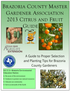 brazoria county master gardener association 2013 citrus and fruit