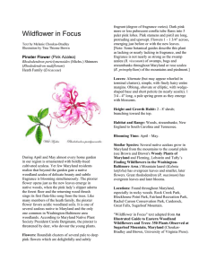 Maryland Native Plant Society: Wildflower in Focus: Pinxter Flower