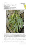Ophioglossum palmatum - Florida Natural Areas Inventory
