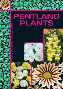 cutting raised - Pentland Plants