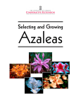 Selecting and Growing Azaleas